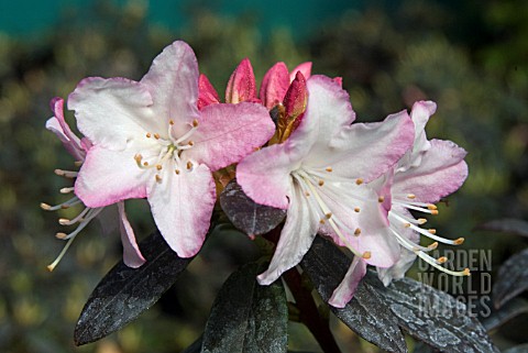 RHODODENDRON_GINNY_GEE