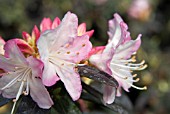 RHODODENDRON GINNY GEE