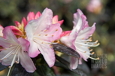 RHODODENDRON_GINNY_GEE