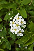 SPIRAEA ARGUTA