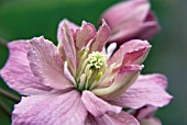 CLEMATIS MONTANA SUNRISE