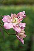 CLEMATIS MONTANA SUNRISE