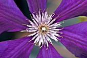 CLEMATIS VITICELLA MARGOT KOSTER