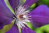 CLEMATIS VITICELLA MARGOT KOSTER