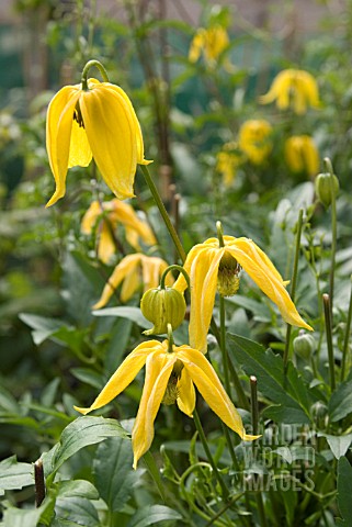 CLEMATIS_TANGUTICA_LAMBTON_PARK