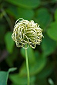 CLEMATIS BARBARA DIBLEY