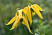 CLEMATIS TANGUTICA LAMBTON PARK