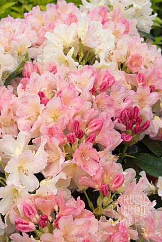 RHODODENDRON_YAK_PERCY_WISEMAN