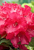 RHODODENDRON MARKEETAS PRIZE