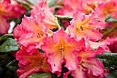 RHODODENDRON GOLDEN GATE