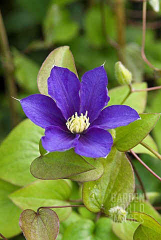 CLEMATIS_BEAUTY_OF_WORCESTER