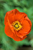 PAPAVER NUDICAULE GARDEN GNOME