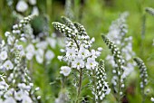 VERONICA GENTIANOIDES TISSINGTON WHITE