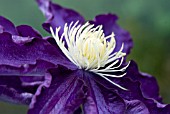 CLEMATIS HAKU OOKAN