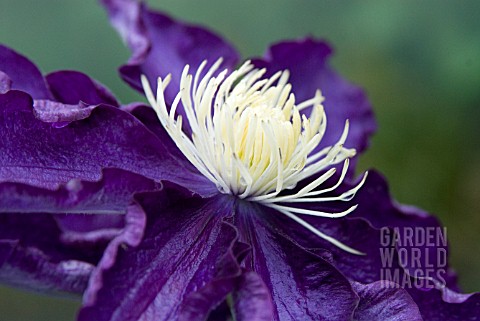 CLEMATIS_HAKU_OOKAN