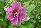 CLEMATIS HANAGURUMA