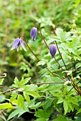 CLEMATIS MACROPETALA BLUE BIRD