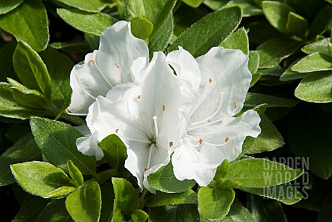 AZALEA_JAPONICA_PANDA