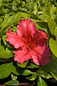 AZALEA JAPONICA VUYKS SCARLET