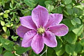 CLEMATIS HANAGURUMA