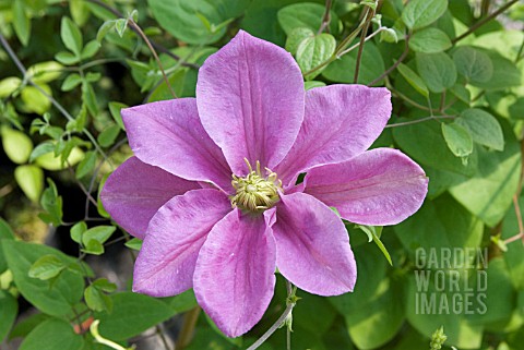 CLEMATIS_HANAGURUMA