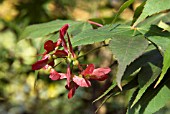 ACER PALMATUM OSAKAZUKI