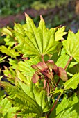 ACER SHIRASAWANUM AUREUM