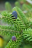 ABIES KOREANA SILBERLOCKE