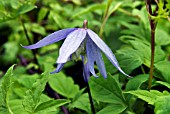 CLEMATIS MACROPETALA BLUE BIRD