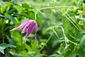 CLEMATIS ALPINA RUBY