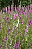 WILD DIGITALIS (FOXGLOVE)