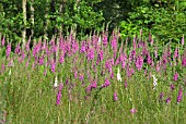 WILD DIGITALIS (FOXGLOVE)