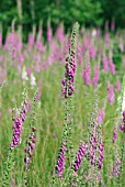 WILD DIGITALIS (FOXGLOVE)