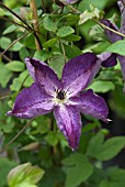 CLEMATIS VITICELLA VENOSA VIOLACEA