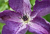 CLEMATIS VITICELLA VENOSA VIOLACEA