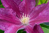 CLEMATIS RED PEARL