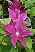 CLEMATIS RED PEARL