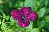 CLEMATIS VITICELLA ROYAL VELOURS