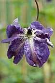 CLEMATIS VITICELLA VENOSA VIOLACEA