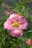 POTENTILLA FRUTICOSA LOVELY PINK