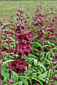 PENSTEMON PURPLE BEDDER