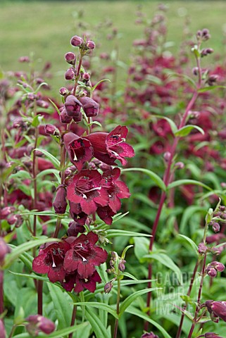 PENSTEMON_PURPLE_BEDDER