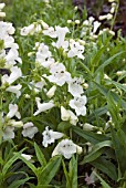 PENSTEMON WHITE BEDDER