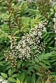 SORBARIA SORBIFOLIA SEM