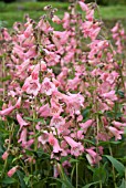 PENSTEMON KILIMANJARO