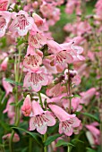 PENSTEMON KILIMANJARO