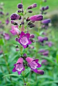 PENSTEMON VESUVIUS