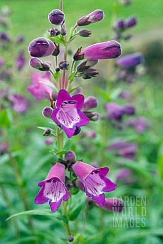 PENSTEMON_VESUVIUS