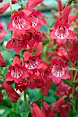 PENSTEMON ETNA