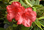 RHODODENDRON ELIZABETH